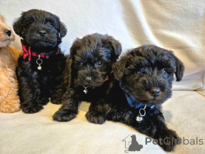 Photo №3. Chiots Schnoodle Toy (Schnauzer X Caniche Toy. L'Autriche