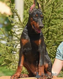 Photo №2 de l'annonce № 137748 de la vente dobermann - acheter à Allemagne annonce privée