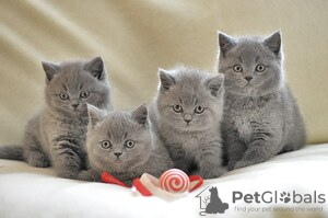 Photo №1. british shorthair - à vendre en ville de Moskovskiy | 300€ | Annonce № 117860