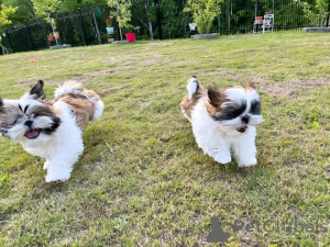 Photo №1. shih tzu - à vendre en ville de Beresje | négocié | Annonce №167160