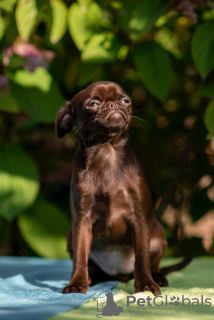 Photos supplémentaires: Griffon au chocolat et Petitbrabançon