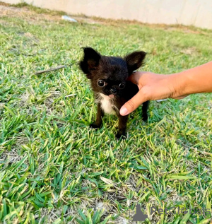 Photo №1. chihuahua - à vendre en ville de État du Mississippi | 969€ | Annonce №169103
