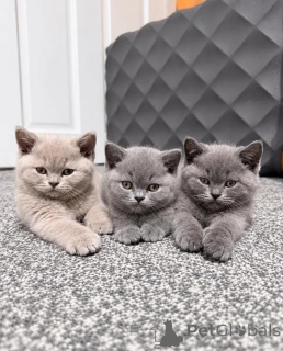 Photo №1. british shorthair - à vendre en ville de Marsaskala | 500€ | Annonce № 178628