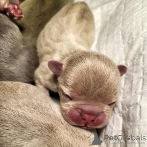 Photos supplémentaires: Chiot bouledogue français, exotique