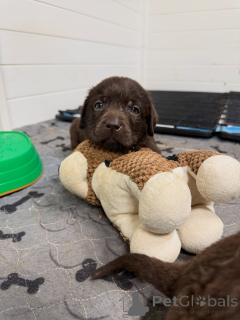 Photo №4. Je vais vendre labrador retriever en ville de Munich. éleveur - prix - négocié