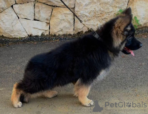 Photo №1. berger allemand - à vendre en ville de Sofia | négocié | Annonce №50255