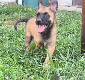 Photos supplémentaires: Chiots Berger Belge Malinois