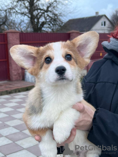 Photo №2 de l'annonce № 42389 de la vente welsh corgi - acheter à Allemagne de la fourrière