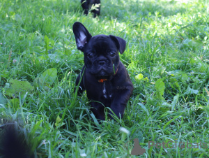 Photos supplémentaires: Chiot bouledogue français, femelle classe exposition FCI