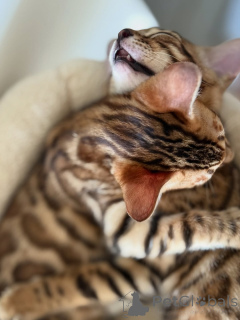 Photo №3. Nous avons quelques chatons mignons prêts à l'adoption, faites-moi savoir si. La finlande