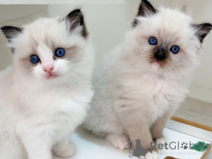 Photo №2 de l'annonce № 171355 de la vente ragdoll - acheter à Suède éleveur
