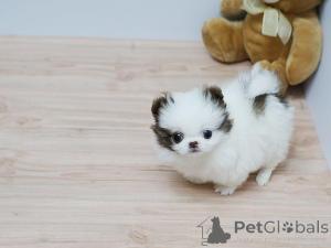 Photo №4. Je vais vendre spitz nain en ville de Kiev.  - prix - négocié