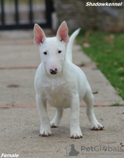 Photo №1. bull terrier - à vendre en ville de Belgrade | 650€ | Annonce №132493