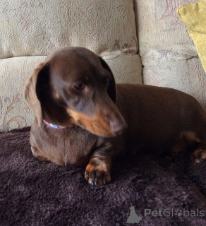 Photo №1. teckel - à vendre en ville de Bonn | 400€ | Annonce №149060