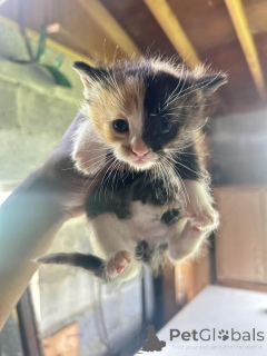 Photo №1. american curl - à vendre en ville de Bextehude | 350€ | Annonce № 173515