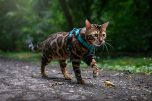 Photos supplémentaires: Chatons Bengal à vendre