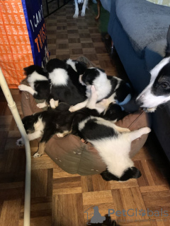Photo №2 de l'annonce № 131464 de la vente border collie - acheter à Belgique annonce privée, éleveur