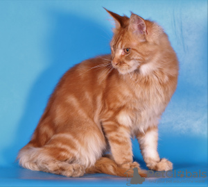 Photo №1. maine coon - à vendre en ville de Москва | 300€ | Annonce № 120167