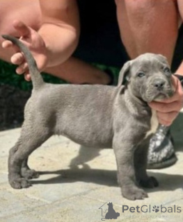 Photo №1. cane corso - à vendre en ville de Kragujevac | 600€ | Annonce №167856