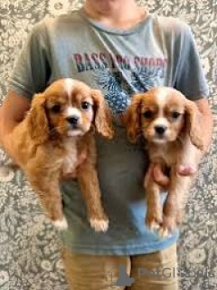 Photo №1. cavalier king charles spaniel - à vendre en ville de Bruxelles | 700€ | Annonce №166582