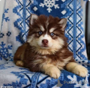 Photo №1.  - à vendre en ville de Ville de Londres | négocié | Annonce №161255