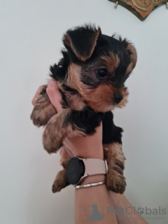 Photo №3. Chiots Yorkshire Terrier à vendre. Allemagne