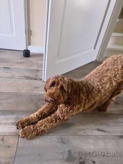 Photo №1. labradoodle - à vendre en ville de Erba | 850€ | Annonce №157669