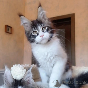 Photo №2 de l'annonce № 146003 de la vente maine coon - acheter à La Grande-Bretagne annonce privée
