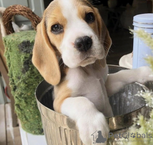 Photo №1. beagle - à vendre en ville de Антверпен | 400€ | Annonce №96196