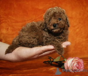 Photo №2 de l'annonce № 173458 de la vente caniche (jouet) - acheter à Suède 