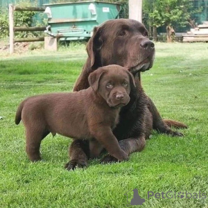 Photo №1. labrador retriever - à vendre en ville de Hambourg | 484€ | Annonce №168089