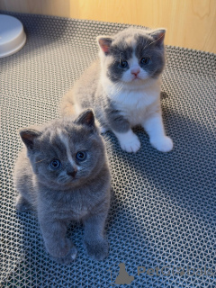 Photo №1. british shorthair - à vendre en ville de Munich | négocié | Annonce № 177846