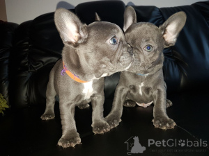 Photo №4. Je vais vendre bouledogue en ville de Hambourg. annonce privée, éleveur - prix - négocié
