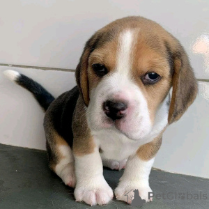 Photo №1. beagle - à vendre en ville de Антверпен | 350€ | Annonce №116959