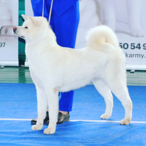 Photo №4. Je vais vendre akita (chien) en ville de Stavropol. éleveur - prix - Négocié