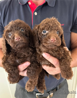 Photo №2 de l'annonce № 153447 de la vente chien bâtard - acheter à Allemagne 