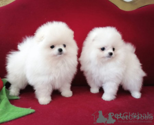 Photo №1. spitz nain - à vendre en ville de Ljubljana | négocié | Annonce №178308