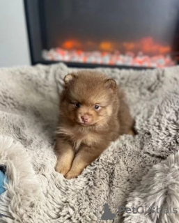 Photo №3. Chiots poméraniens.. Australie