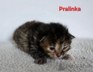 Photo №3. Bobtail des Kouriles. Pologne