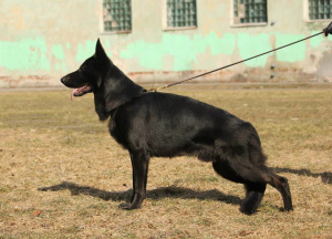 Photos supplémentaires: Chiots pur-sang du chien de berger allemand noir
