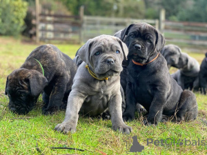 Photo №1. cane corso - à vendre en ville de Brême | négocié | Annonce №166823