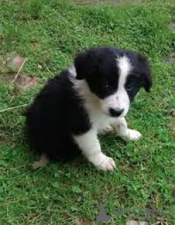 Photo №2 de l'annonce № 164087 de la vente border collie - acheter à Belgique annonce privée, éleveur