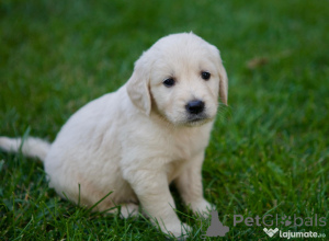 Photo №1. golden retriever - à vendre en ville de Ansubrg | 500€ | Annonce №150212