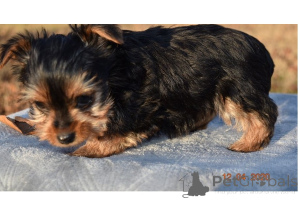Photo №2 de l'annonce № 168784 de la vente yorkshire terrier - acheter à USA 