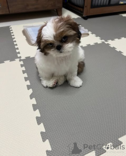 Photo №2 de l'annonce № 163145 de la vente shih tzu - acheter à Pologne éleveur