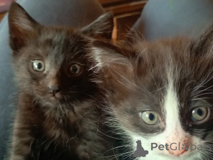 Photo №1.  - à vendre en ville de Баку | Gratuit | Annonce № 138246