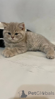 Photo №3. Vendre des chatons britanniques - couleurs rares, classe VIP!. Pologne