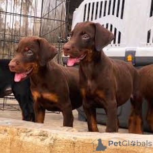 Photo №1. dobermann - à vendre en ville de Vienne | 1000€ | Annonce №163860