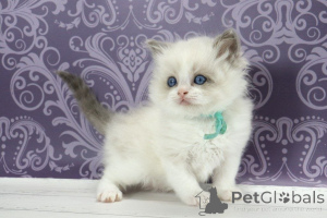 Photo №2 de l'annonce № 170238 de la vente ragdoll - acheter à Allemagne éleveur