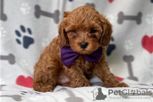 Photo №3. Beaux chiots Cavapoo Pour adoption gratuite. Allemagne